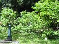 Northern Hybrid Sumac, Sumac / Rhus x pulvinata